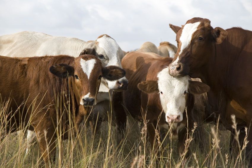 Cows