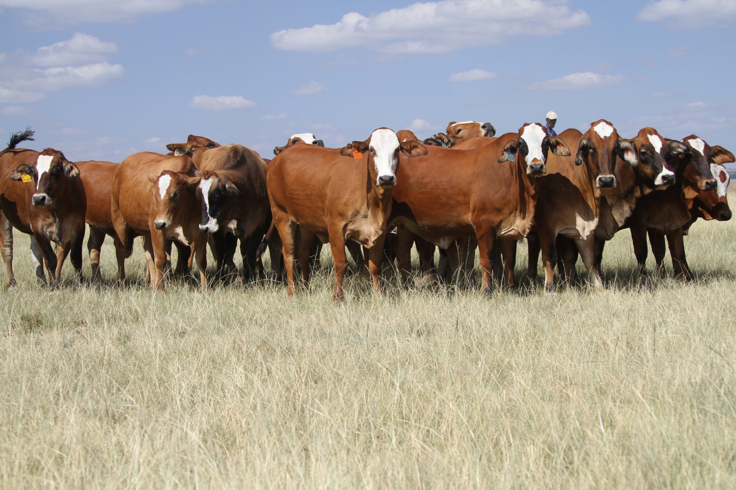 Cows grazing