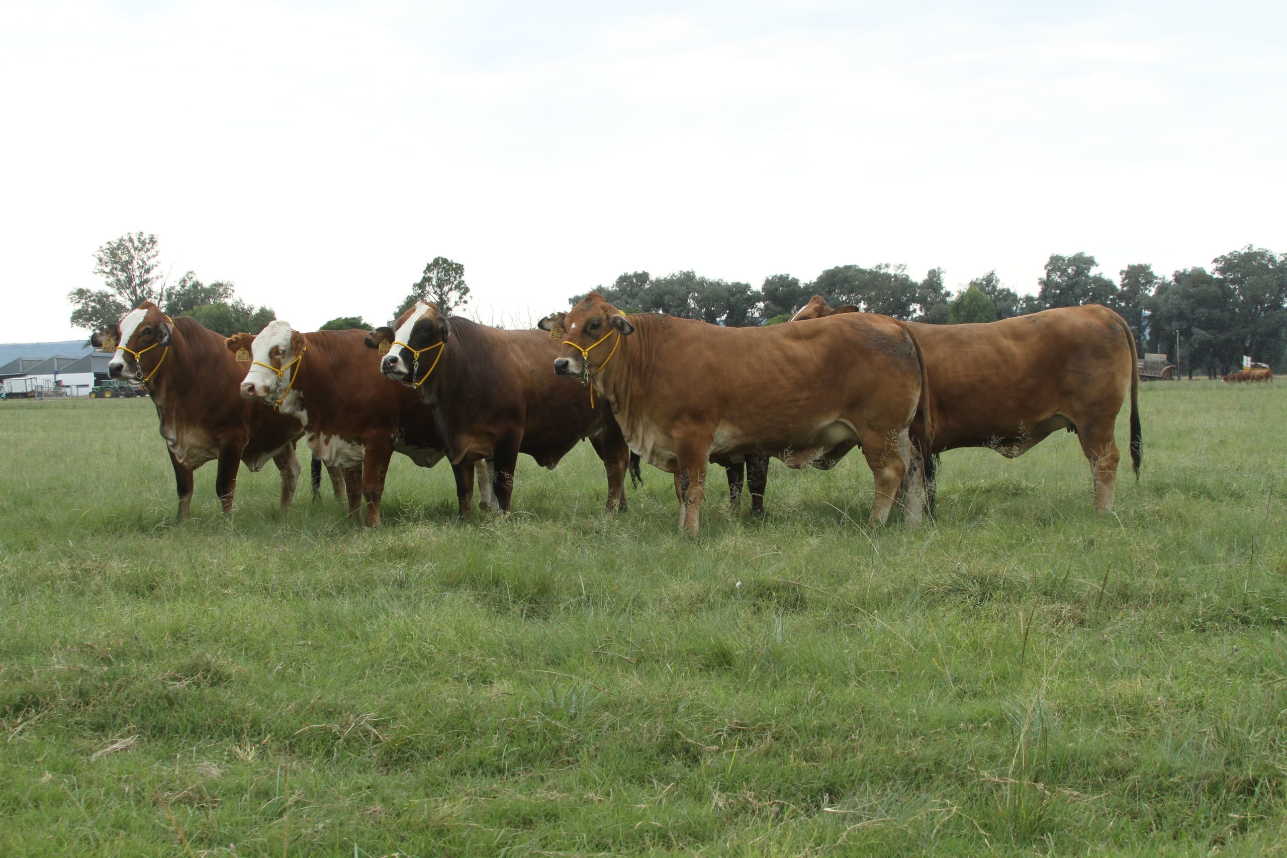 Show cows