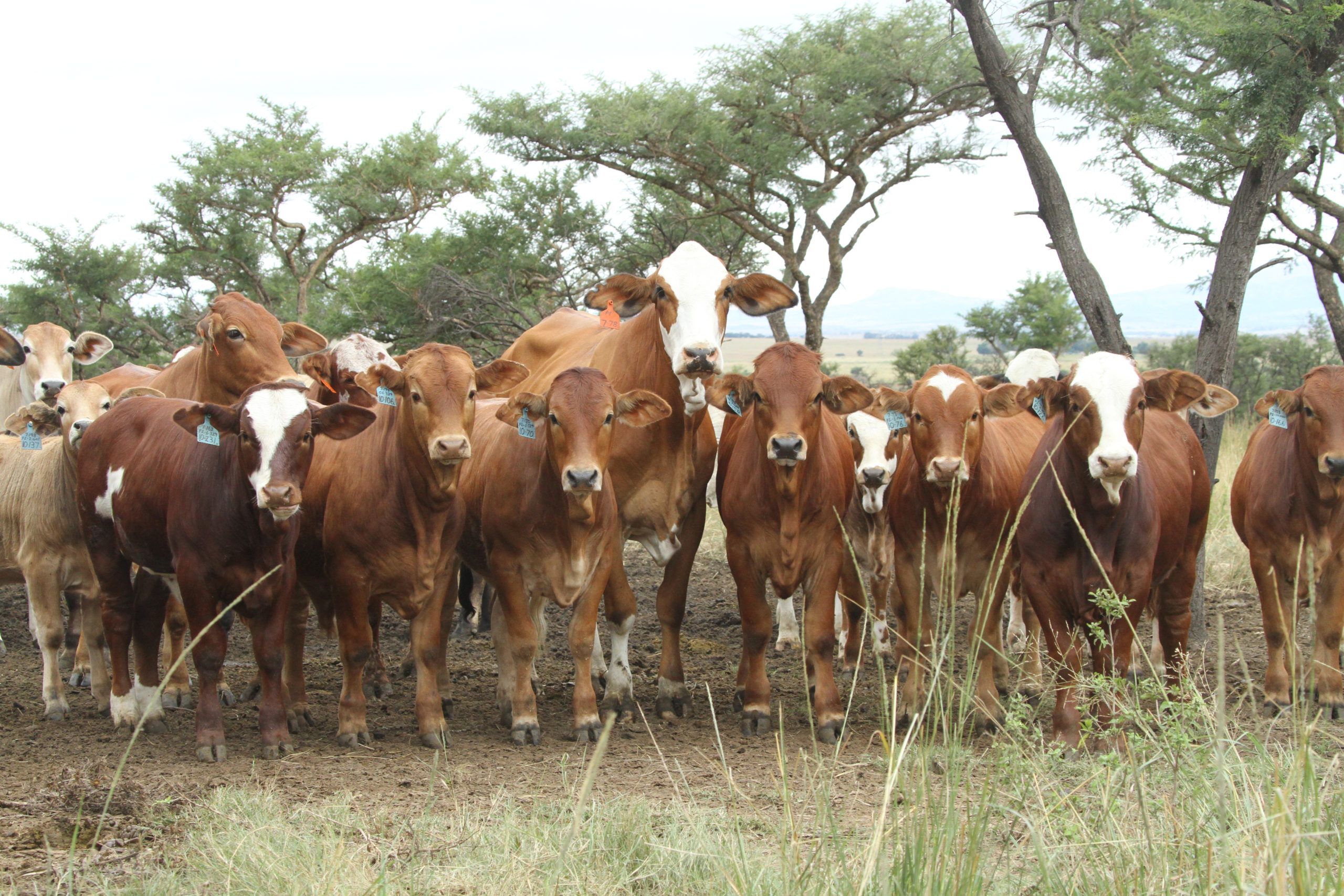 Cows and calfs