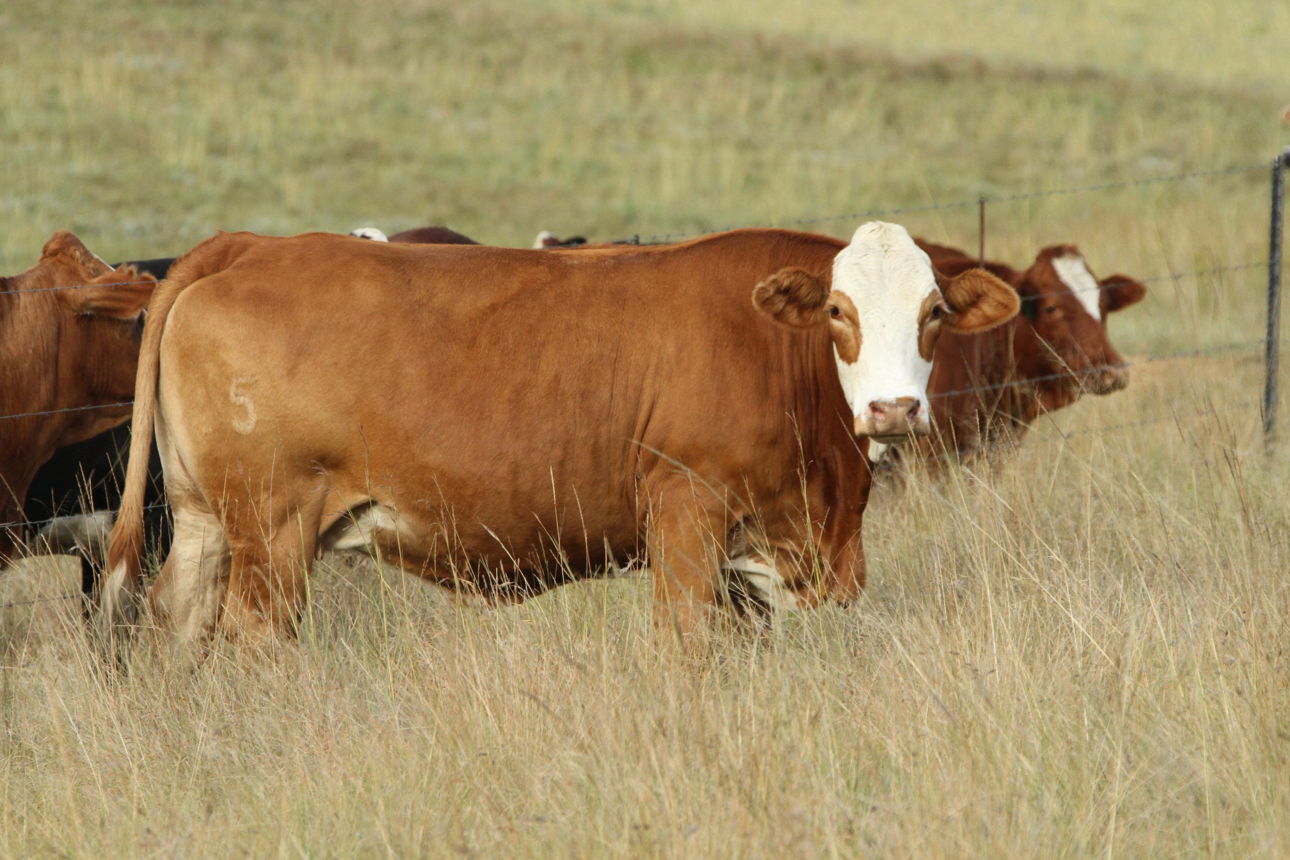Cow in calf