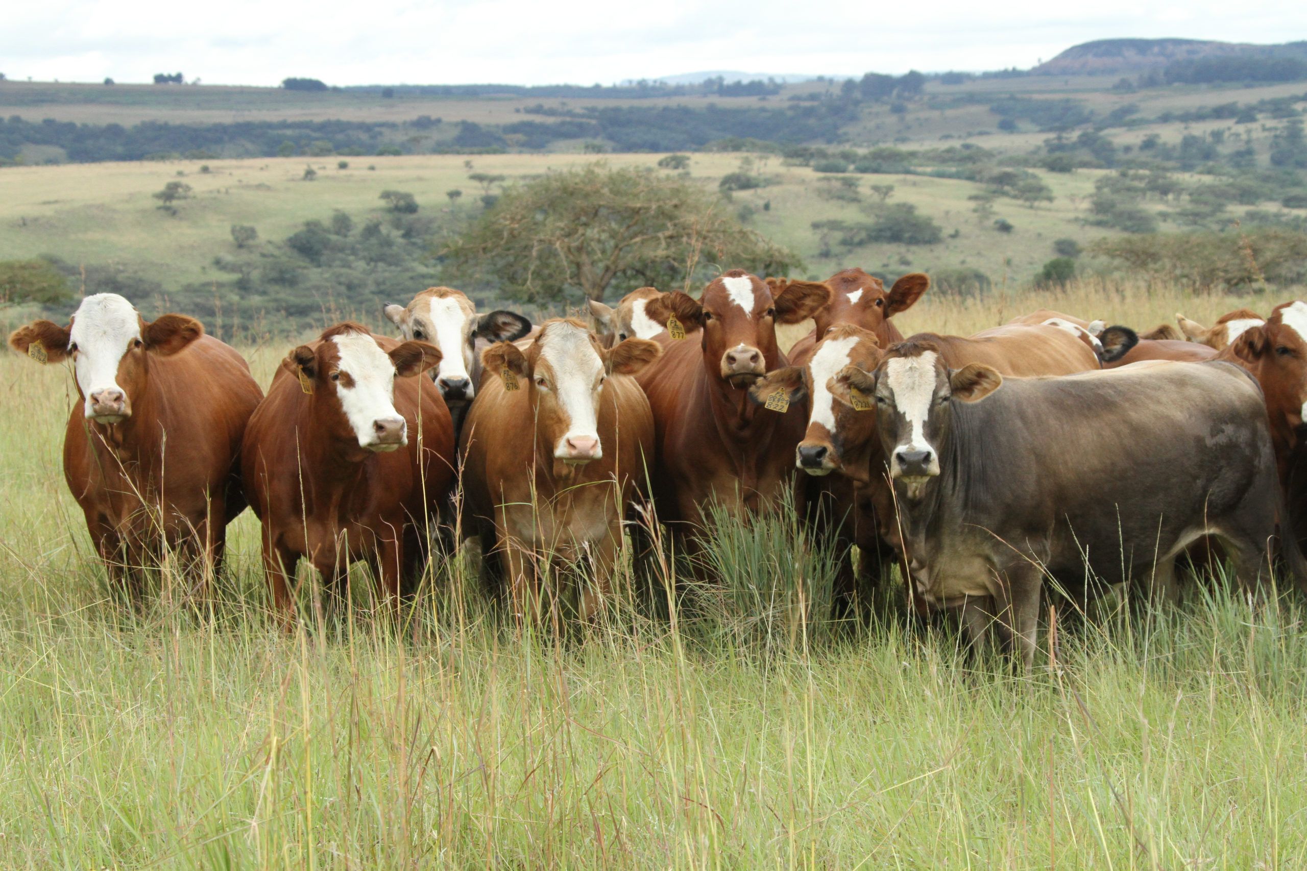 Cows in calf