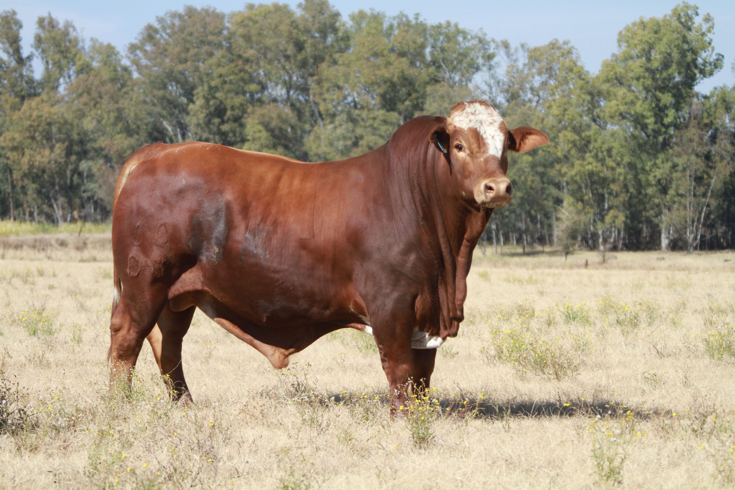 Bull DJ 10 174