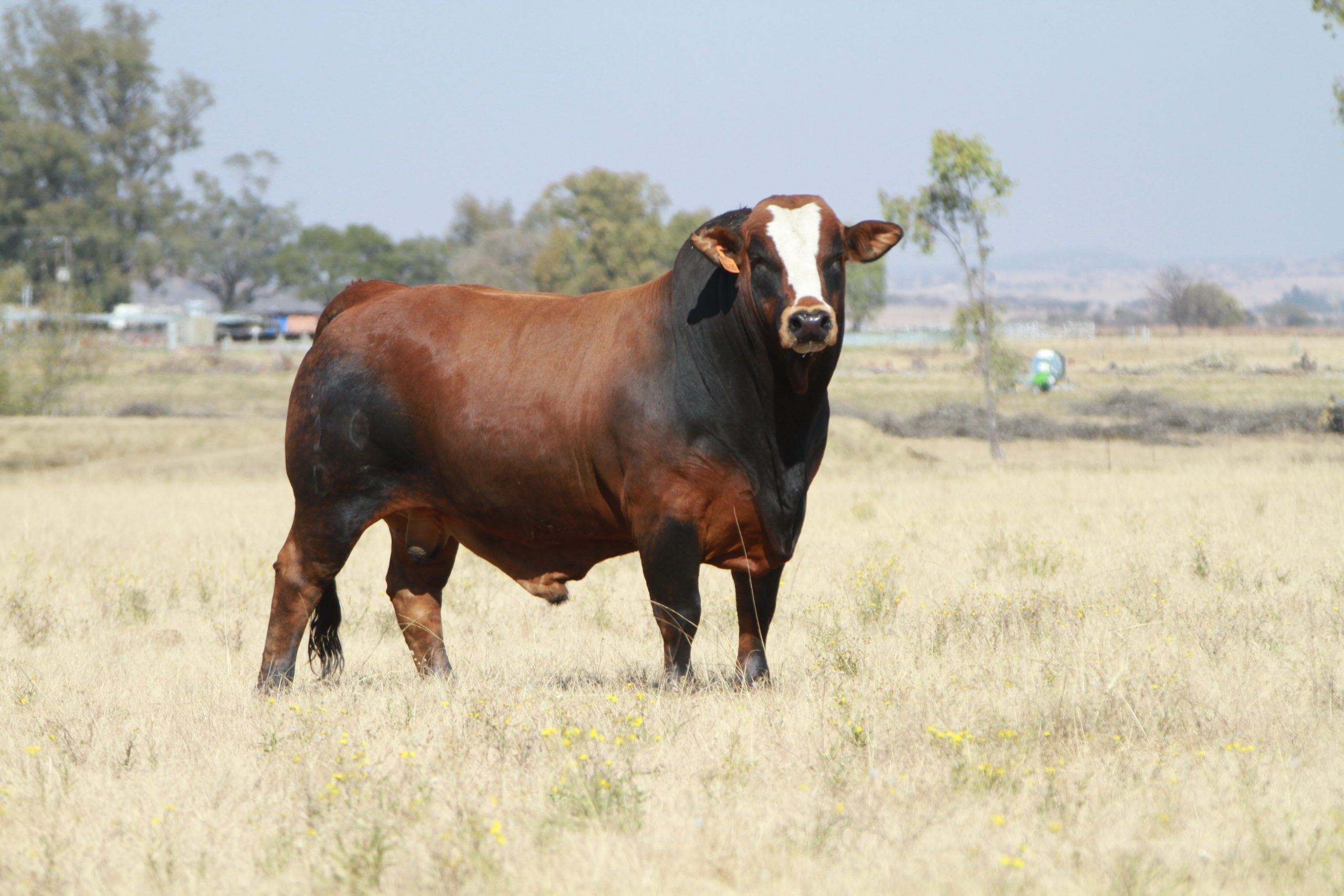 Bull DJ 10 28